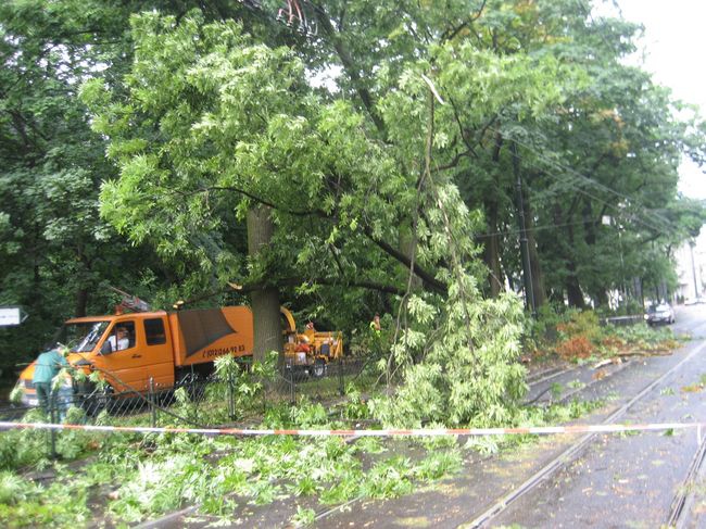 Skutki wichury na krakowskich Plantach