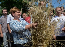 Szydło u mazowieckich rolników