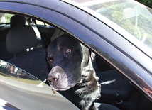  Widząc psa w zamkniętym samochodzie, nawet jeśli szyba jest otwarta, reaguj. Skontaktuj się z policją albo strażą miejską