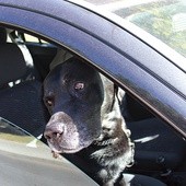  Widząc psa w zamkniętym samochodzie, nawet jeśli szyba jest otwarta, reaguj. Skontaktuj się z policją albo strażą miejską