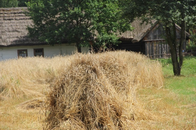 Żniwa w skansenie