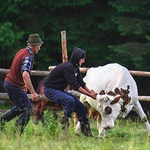 Po wydojeniu owiec przychodzi czas na dojenie krów