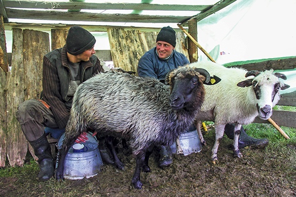 Owce doili wszyscy: don Vasile, jego syn Kornel, chrześniak Florin i bratanek Mihai