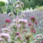 Śląski Ogród Botaniczny - nowa część