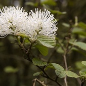 30.07.2015 - Fothergilla major