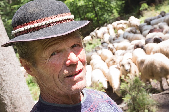 Tadeusz Szczechowcz co roku pędzi przez 6 dni 500 owiec spod Zakopanego do Ujsoł koło Żywca