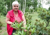  Joanna Piecha z Mikołowa, wolontariuszka, pielęgnuje rododendrony