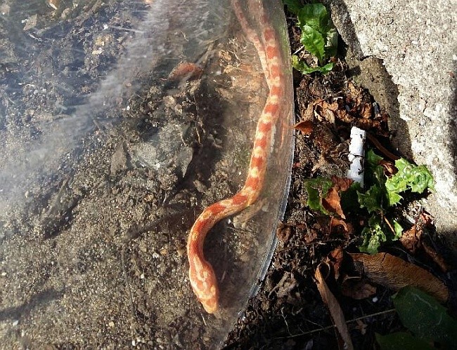 Wąż zza oceanu pełzał po Gdańsku