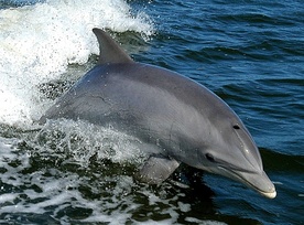 W Zatoce Gdańskiej pojawiły się delfiny