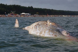 Znaleziono martwego wieloryba