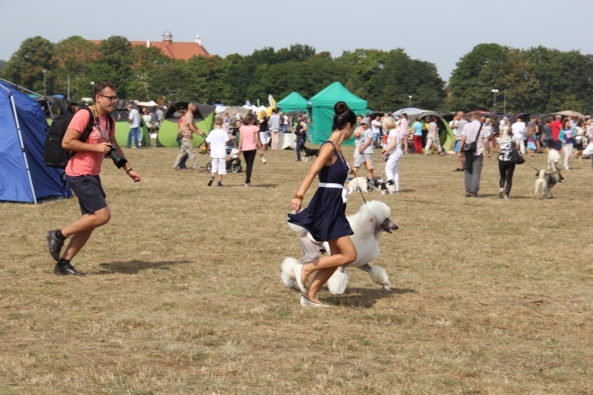 Międzynarodowa Wystawa Psów Rasowych 