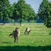 Koniki polskie to w zasadzie jedyna na świecie rasa koni, która bezpośrednio pochodzi od dziko żyjących tarpanów. Odziedziczyła po nich nie tylko wygląd, ale także charakter. Koniki polskie są wytrzymałe i odporne zarówno na choroby, jak i na warunki atmosferyczne. Niestraszne są im ani upały, ani mrozy 