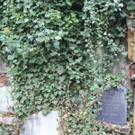 Cmentarz na "winnym wzgórzu"