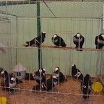 Wystawa gołębi rasowych