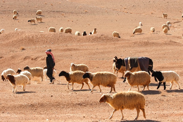 Autor przypowieści zwraca uwagę na zagubienie – tylko – jednej owcy i zachowanie pasterza w tej sytuacji