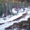 Zdjęcie wilka zrobione przez leśniczego w okolicach miejscowości Parchowo na Pomorzu