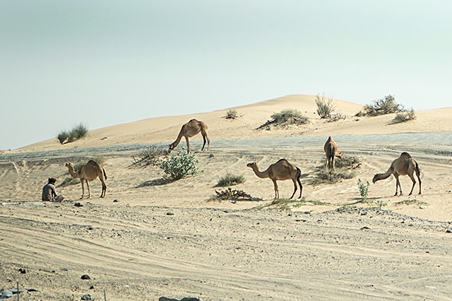 Naturalne otoczenie, z jakim można się spotkać na Półwyspie Arabskim