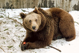 Niedźwiedzie brunatne  mogą ważyć do 300 kg