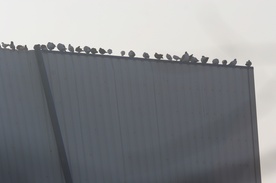 Gołębie czekają na swoich włascicieli na jednej ze ścian zniszczonej hali