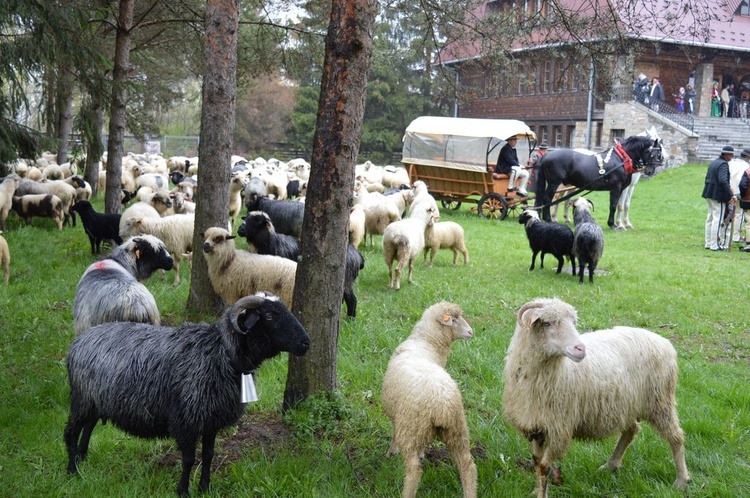 Święto Bacowskie w Ludźmierzu