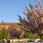 Ze Szczepanowa na Wawel