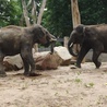 W Płocku zamieszkały słonie indyjskie