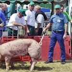 Wystawa rolnicza w Poświętnem