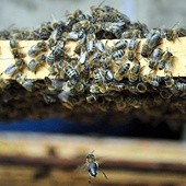 Pszczoła sama bez ula ginie. Rój to perfekcyjnie zorganizowana wspólnota, która z kolei potrzebuje matki. Bez niej staje się chmarą owadów skazaną na  zagładę.