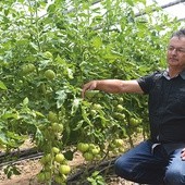 Henryk Kudelski od lat specjalizuje się w uprawie pomidora.