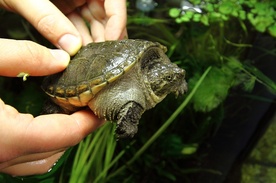 Dorosłe gady mogą stanowić zagrożenie dla środowiska i człowieka