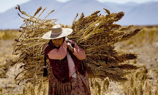 Kobieta niosąca snop komosy ryżowej (rośliny uprawianej w Ameryce Południowej). 4.05.2016 Boliwia