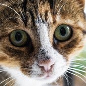 Włochy: 12 dni po trzęsieniu ziemi z ruin wydobyto żywą kotkę