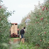 ▲	Sandomierscy sadownicy rozpoczynają owocowe żniwa. 