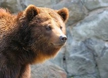 Niedźwiedzica w poznańskim ZOO znalazła pocisk moździerzowy