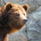 Niedźwiedzica w poznańskim ZOO znalazła pocisk moździerzowy
