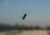 Dobra komarzyca