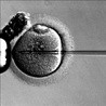 Mordercza pułapka in vitro