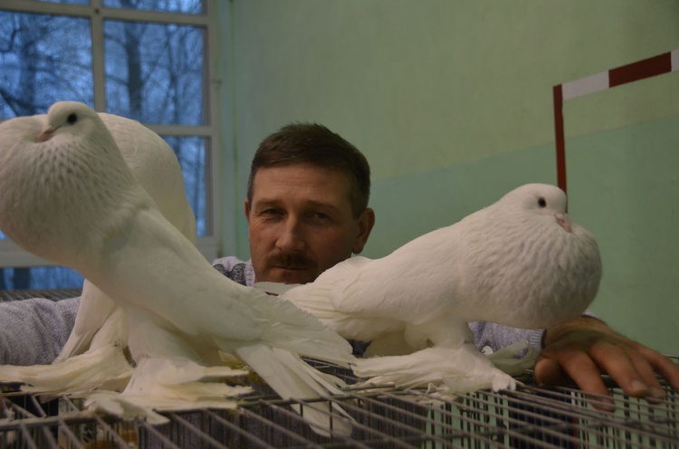 Wystawa gołębi rasowych w Sandomierzu