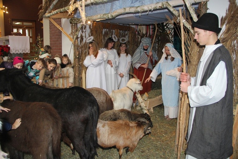 W szopce w kościele są żywe zwierzęta, a młodzież odgrywa rolę pastuszków, św. Józefa i Maryi