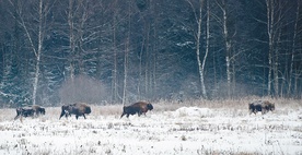 Jak to możliwe, że na żubry się poluje, skoro są one objęte unijną ochroną?