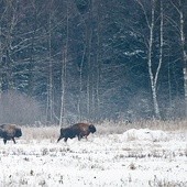 Jak to możliwe, że na żubry się poluje, skoro są one objęte unijną ochroną?