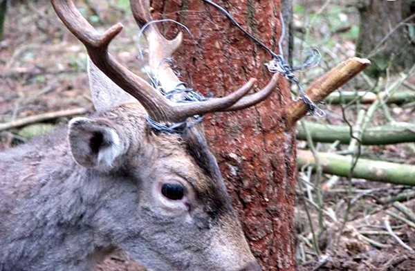 Zaplątany w drut młody daniel. Gdyby pętla zacisnęła się mu na szyi,  nie dałoby się już go uratować.