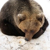 Babiogórski niedźwiedź nie śpi