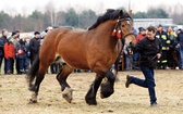 Championy rasy zimnokrwistej zostały  uhonorowane nagrodami.