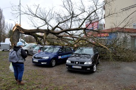 Prawie 1000 interwencji strażaków po wichurach