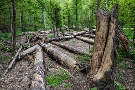 Nadleśnictwo Białowieża: czasowy zakaz wstępu do lasu