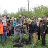 Nowy dąb już rośnie w Radomiu