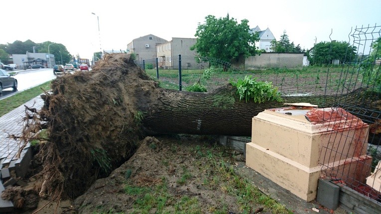 W Belsku Dużym potężne drzewo przewróciło się na zabytkową figurę Pana Jezusa