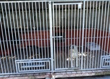 Schronisko dla Bezdomnych Zwierząt w Chorzowie