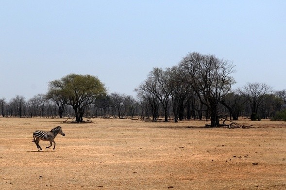 Nigeria: Kościół sprzeciwia się wypasowi na ziemi niczyjej